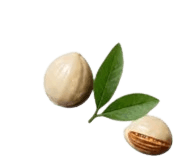 Botanical Seed Extracts Active Ingredient