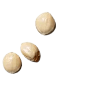 Botanical Leaf Extract