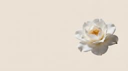 Botanical